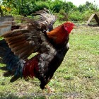 Wordless Chicken Tuesday