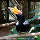 The Hornbills