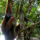 Sarawak Sabah Threat of Orangutan extinction