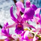 Orchid Wallpaper