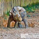 Lok Kawi Sumatran Rhino