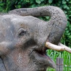 Lok Kawi Elephant