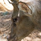 Lok Kawi Deer