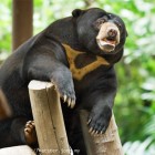 Lok Kawi Malayan Sun Bear