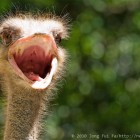 Lok Kawi Ostrich