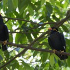 Lok Kawi Hill Myna