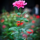 Rose from China