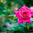 Pink Rose