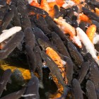 Koi China