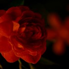 Red Rose In The Mood For Love
