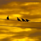 Twitter tweet tweet