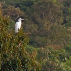 Egret Relaxing