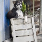 Doggy In Chain