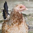 Hen