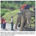 Tribute to Borneo Pygmy Elephant