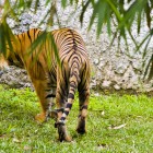 Malayan Tiger Lok Kawi