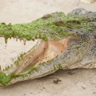 Jong’s Crocodile Farm In Borneo Since 1963