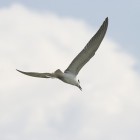 Whiskered Tern in flight spotted in Kota Sentosa Kuching
