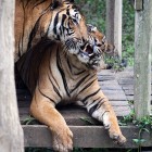 Lok Kawi Malayan Tigers