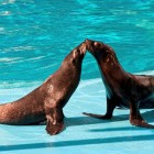 Underwater World Singapore Fur Seals