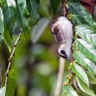 Birds Outside My Windows