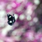 Butterflies Chasing and Circling Round and Round