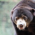 Malayan Sun Bear Caught on Camera