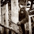 Lok Kawi Orangutan