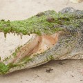 Jong’s Crocodile Farm In Borneo Since 1963
