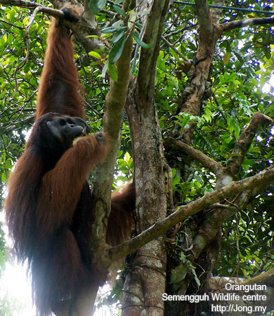 orangutan - Semenggoh wildlife rehabilitation centre