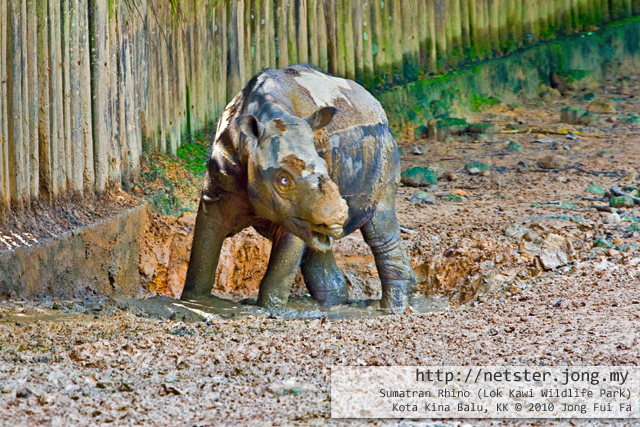 Lok Kawi Sumatran Rhino This Beast