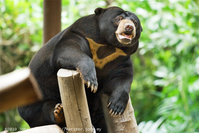 Malayan Sun Bear in Lok Kawi Wildlife Park (Kota Kinabalu)