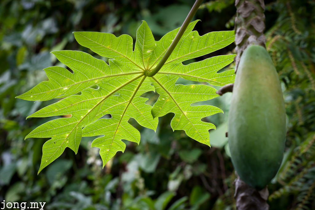 Papaya Leaf What I’ve learned