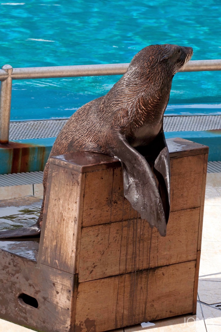 fursealsclaps What I’ve learned