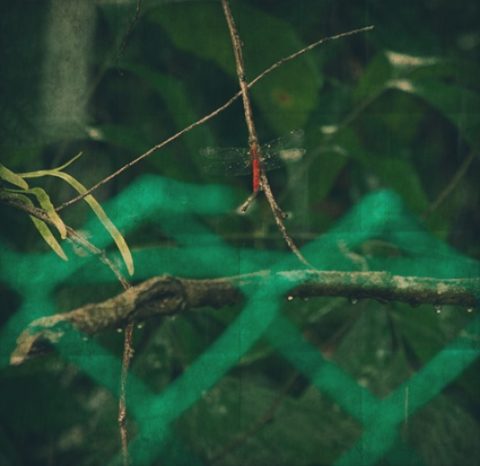 Double Winged Dragonfly